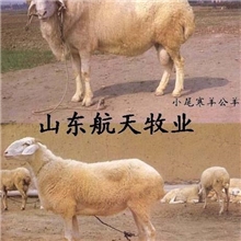 供应纯种小尾寒羊【长势快繁殖率高一窝5-7只】