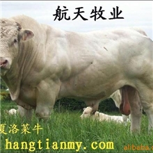 养牛技术青贮饲料养牛养牛成本养牛效益
