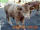 供应肉牛利木赞牛【5头起批。量大免费送货】