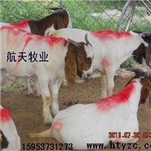 供应纯种高代波尔山羊【生长周期短，月增长在20斤】