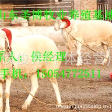 养羊技术养羊技术大全最新养羊技术