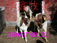 出售波尔山羊小尾寒羊价格优惠
