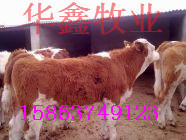 今年纯种肉牛价格行情