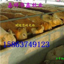 厂家批发销售优质改良肉牛肉牛犊夏洛莱肉牛