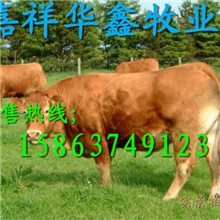 什么地方出售育肥肉牛犊育肥种牛市场价格