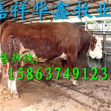 低价出售杂交肉牛改良肉牛西门塔尔肉牛