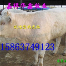 四川肉牛犊价格走势