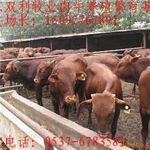 万头优良肉牛种牛育肥牛犊架子牛提供养牛放养圈养养殖技术