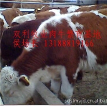 优良育肥肉牛种牛犊品种养肉牛投资成本利润最新肉牛价格行情