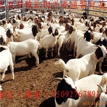 优质育肥肉羊波尔山羊纯种波尔山羊羊羔繁殖羊波尔山羊养殖技术