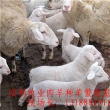 养殖好项目年赚几十万养殖优良山羊绵羊种羊养肉羊成本利润分析