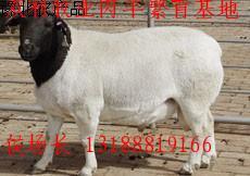 优良育肥肉羊纯种杜泊绵羊种公羊繁殖母羊绵羊羔杜泊绵羊价格