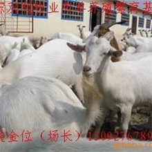 优良肉羊山羊绵羊种羊苗改良育肥小羊羔成年羊种公羊肉羊价格