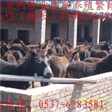 改良肉驴育肥种驴苗、肉驴价格、肉驴养殖技术、肉驴育肥饲料配方