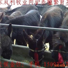 改良优质肉驴种驴育肥肉驴驹成年驴肉驴育肥成本秸秆养驴技术