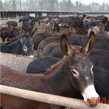 改良肉驴品种、育肥肉驴驹架子驴、致富不必经商、养殖肉驴奔小康