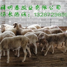 小尾寒羊好养殖小尾寒羊好品质小尾寒羊好价格