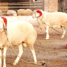 养殖小尾寒羊发家致富快国家级重点养殖基地