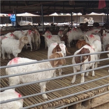 好品质波尔山羊常年供应质优价廉