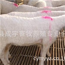 山东梁山成宇长年销售小尾寒羊、杜泊、山羊、等、、、