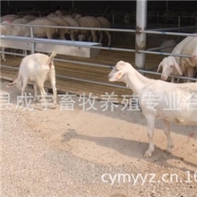 山东济宁梁山成宇专业养殖场