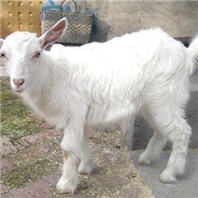 山东成宇养殖基地