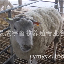 山东济宁梁山成宇养殖基地