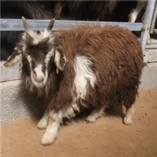 济宁梁山成宇大型养殖基地