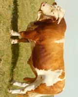 山东济宁梁山成宇养殖场