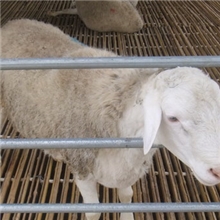 山东梁山成宇养殖基地