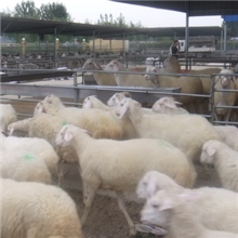 山东梁山成宇繁育基地