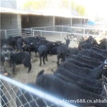 山东正信供应黑山羊、小尾寒羊、波尔山羊、改良肉羊、羊羔