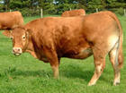 山东长期供应西门塔尔牛、鲁西黄牛、利木赞牛、夏洛莱牛