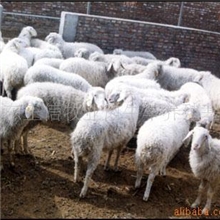山东正信供应小尾寒羊、南非波尔山羊、夏洛莱肉羊黑山羊