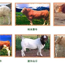 正信供应生长快肉牛西门塔尔牛夏洛莱肉牛，利木赞价格低