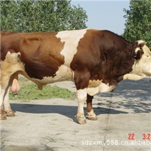 推荐供应湖北养殖肉牛品种西门塔尔、夏洛莱肉牛抗病耐寒、生长快