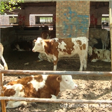 山东正信养殖场供应肉牛、西门塔尔、改良犊牛、育肥肉牛