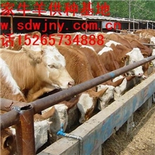 肉牛的管理与效益分析