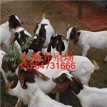 供应肉羊波尔山羊养殖技术