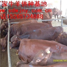 河南利木赞牛价格最低永顺提供