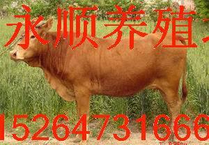 供应鲁西黄牛-万家牛羊供种基地提供