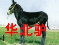 今日最新肉驴价格-养殖效益分析