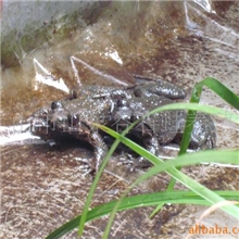 提供石蛙养殖培训服务