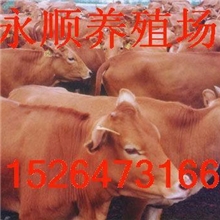 山东肉牛市场价格&mdash;&mdash;盈利分析