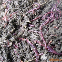 供应大平二号蚯蚓