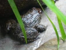 石蛙养殖