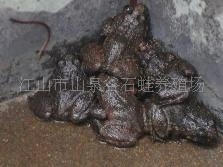 供应优质石蛙幼蛙