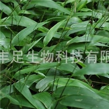 天然植物提取物厂家，专业供应淡竹叶提取物，竹叶黄铜，淡竹米