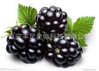 专业天然植物提取物厂家，供应桑葚提取物，10:1,20:1