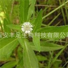 专业提取物厂家，现货供应墨旱莲提取物